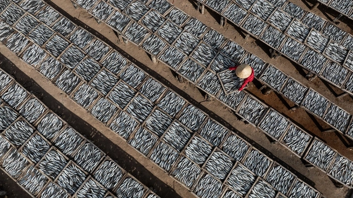 Drying Fish