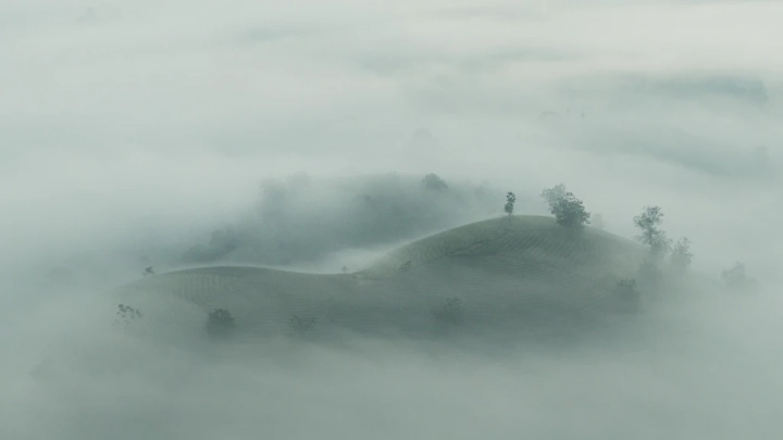 Long Coc Tea Plantation Photo Workshop