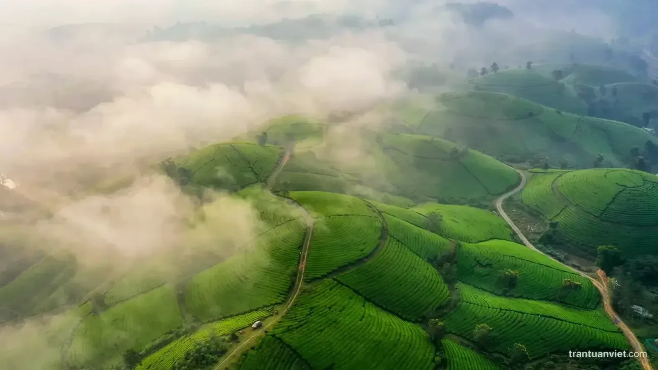 Long Coc Tea Hills By Drone